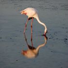 Sardinia Flamingos