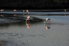 Sardinia Flamingos group