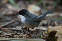 Sardinian Warbler