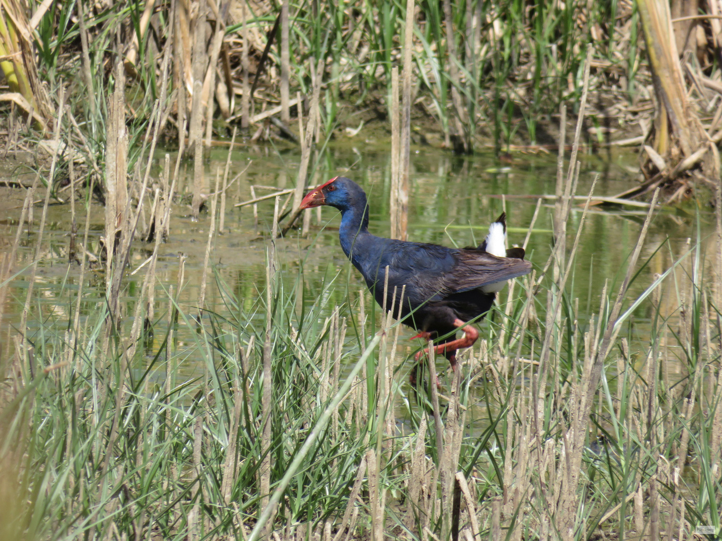 Sardinien 2017: Purpurhuhn