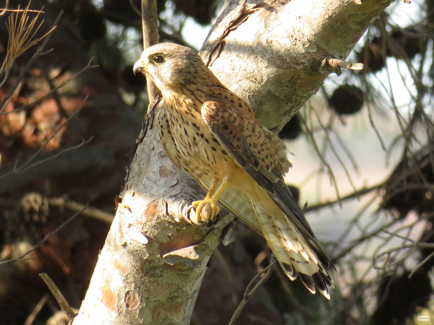 Sardinien 2017: Turmfalke