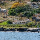 Sardinien (7 von 1)