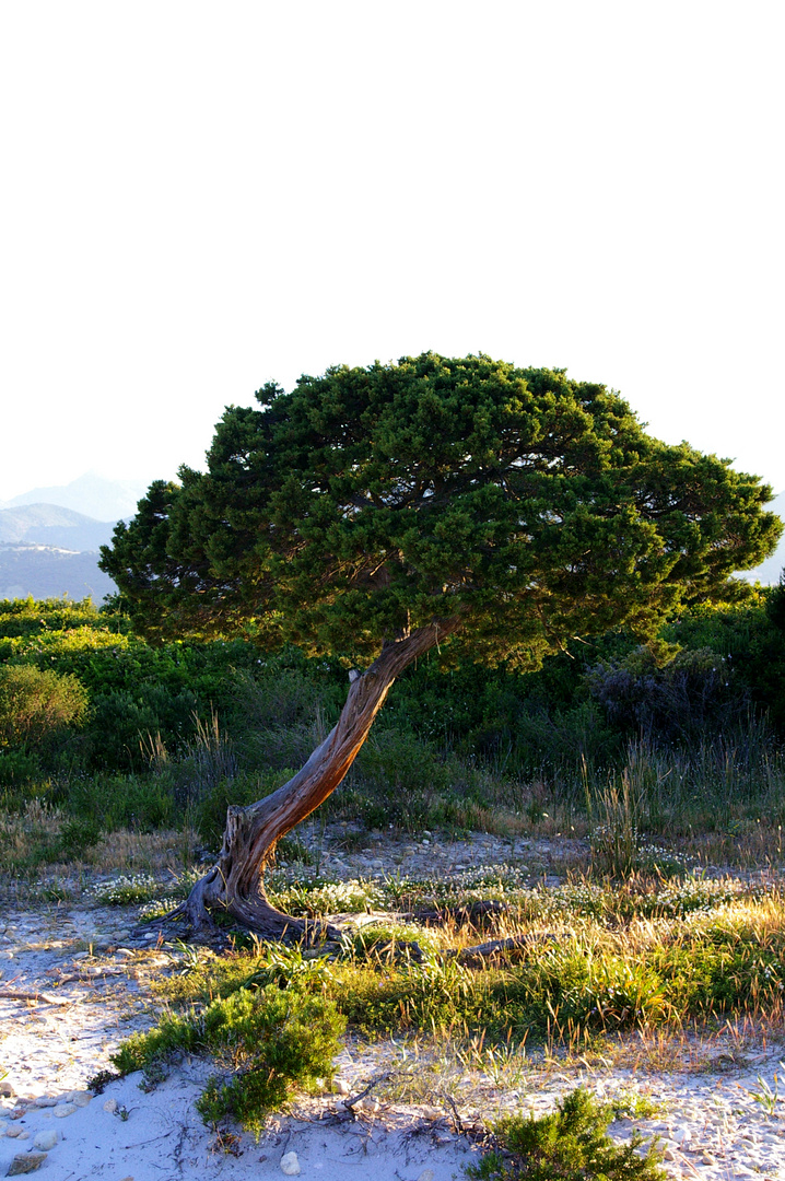 Sardinien