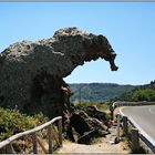 Sardinien - Da wollte doch wirklich dieser Elefant über die Strasse,....