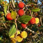 SARDINIEN " ERDBEERBAUM "