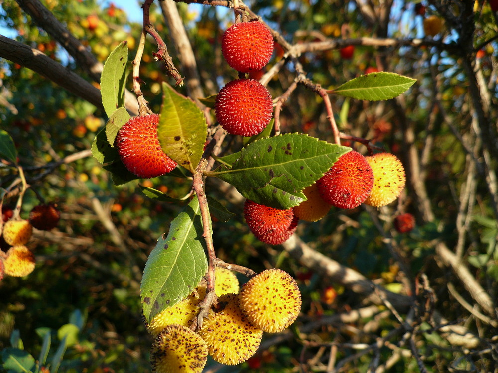 SARDINIEN " ERDBEERBAUM "