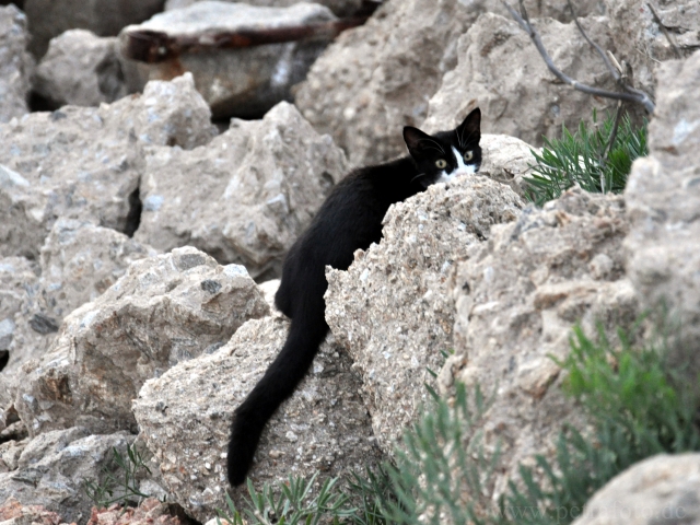 Sardinien-Katze am Hafen