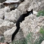 Sardinien-Katze am Hafen