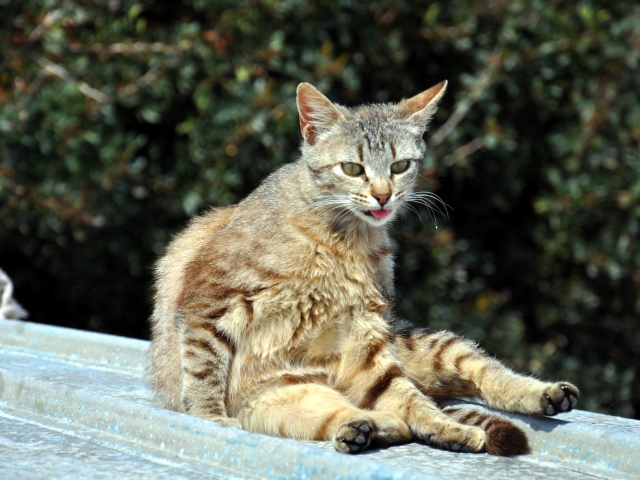 Sardinien-Katze bei ihrer Katzenwäsche