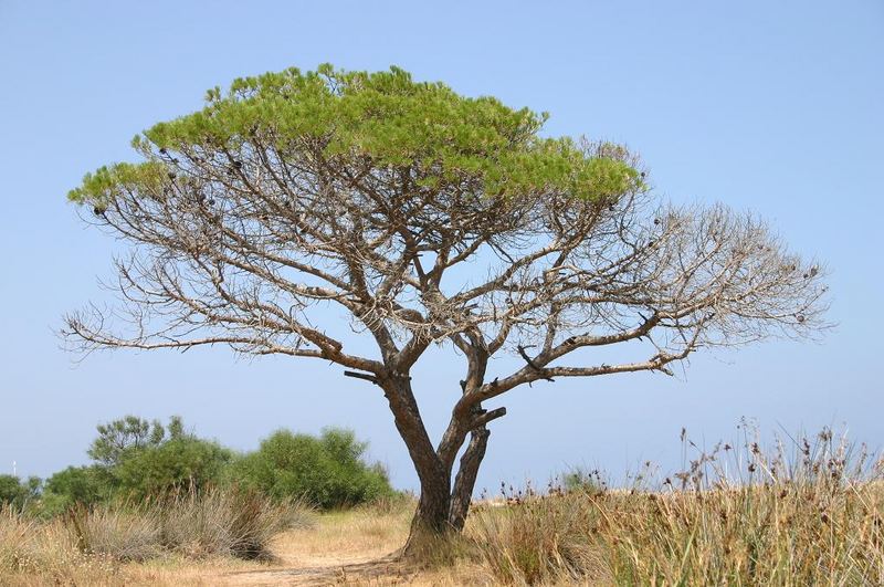 Sardinien oder doch afrikanische Steppe?