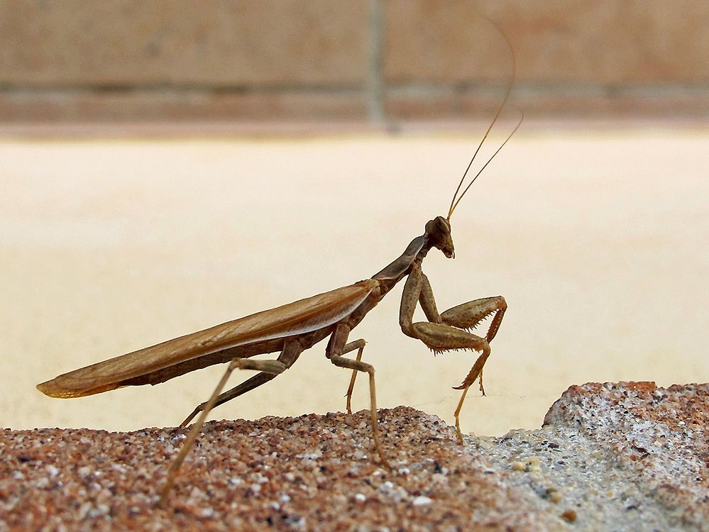 Sardinien / Sardegna (29)