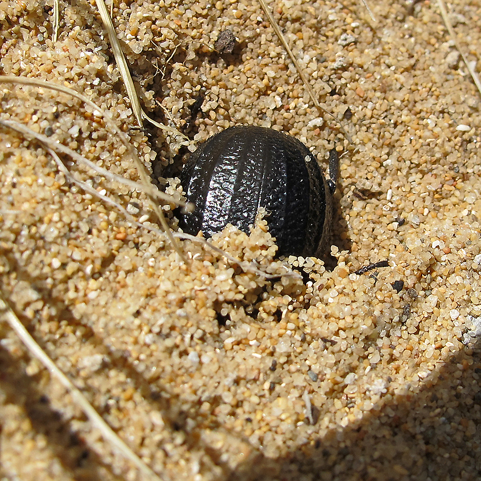 Sardinien / Sardegna (37)