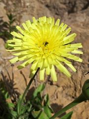 Sardinien / Sardegna (39)