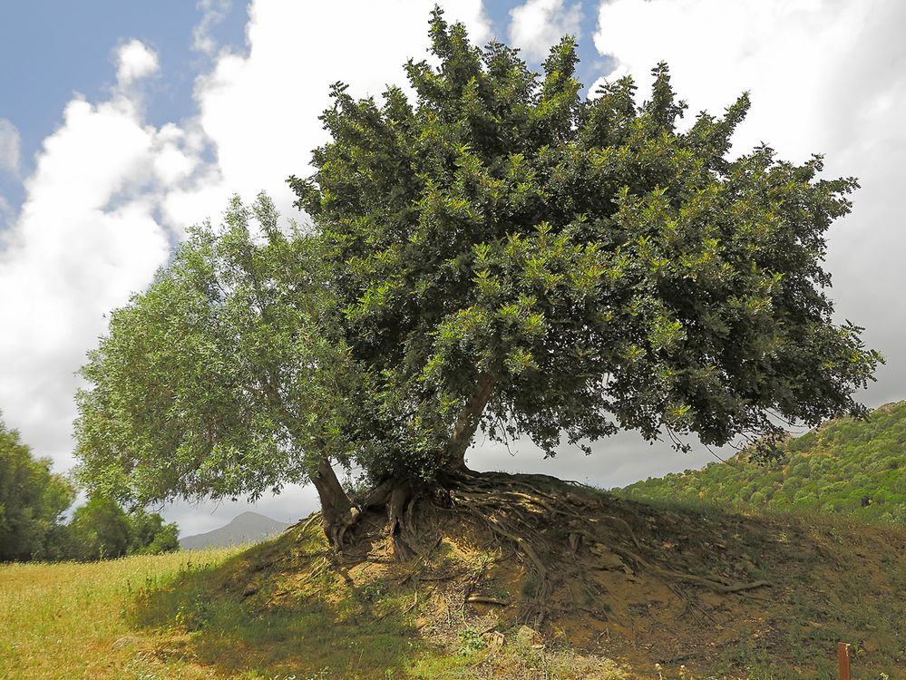 Sardinien / Sardegna (50)