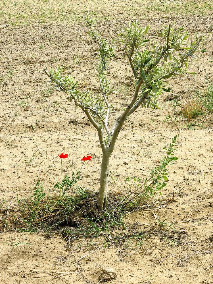 Sardinien / Sardegna (53)