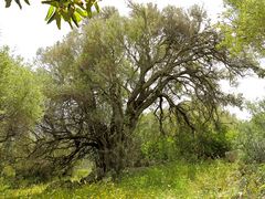 Sardinien / Sardegna (56)