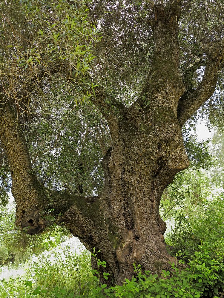 Sardinien / Sardegna (57)