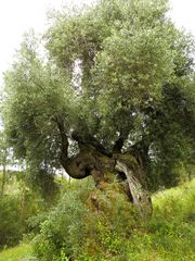 Sardinien / Sardegna (58)