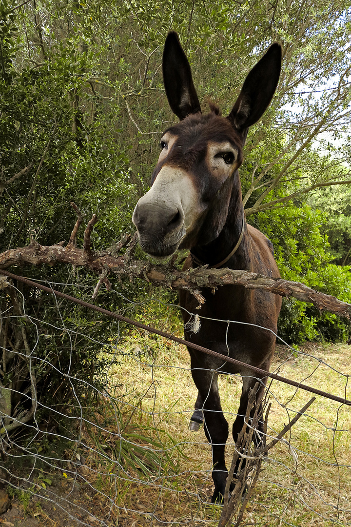 Sardinien / Sardegna (62)