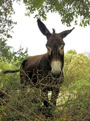 Sardinien / Sardegna (63)