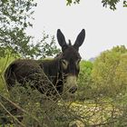 Sardinien / Sardegna (64)