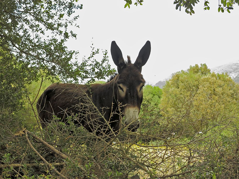 Sardinien / Sardegna (64)