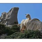 Sardinien - Tierische Begegnungen 1