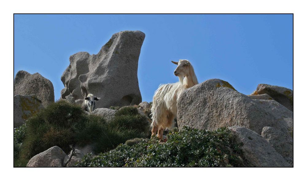 Sardinien - Tierische Begegnungen 1