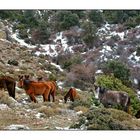 Sardinien Tierische Begegnungen 2