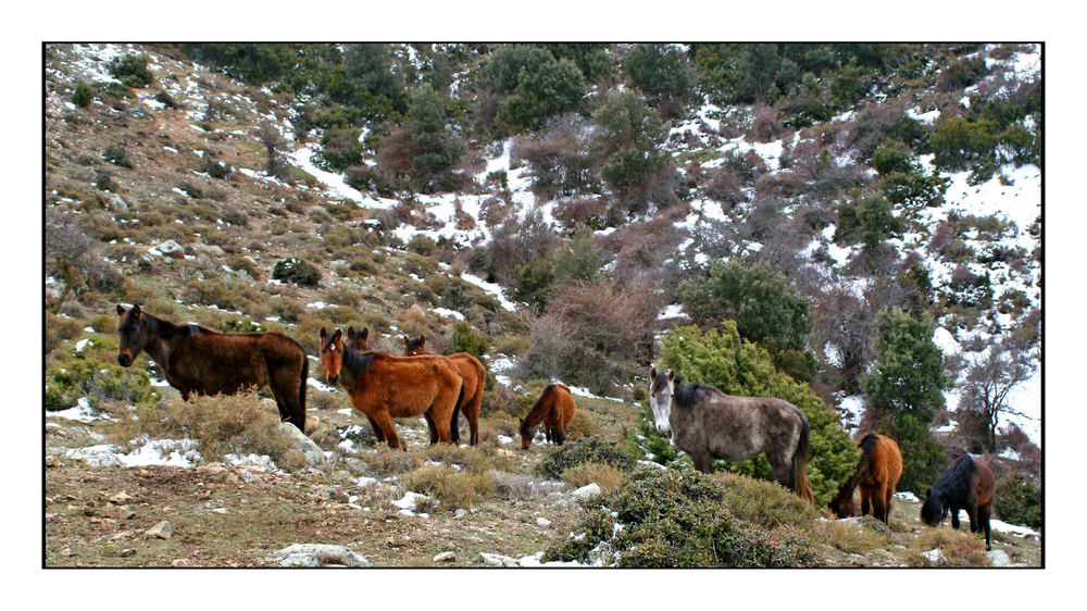 Sardinien Tierische Begegnungen 2