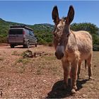 Sardinien - Unterwegs auf Eselspfaden