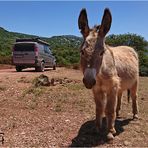 Sardinien - Unterwegs auf Eselspfaden