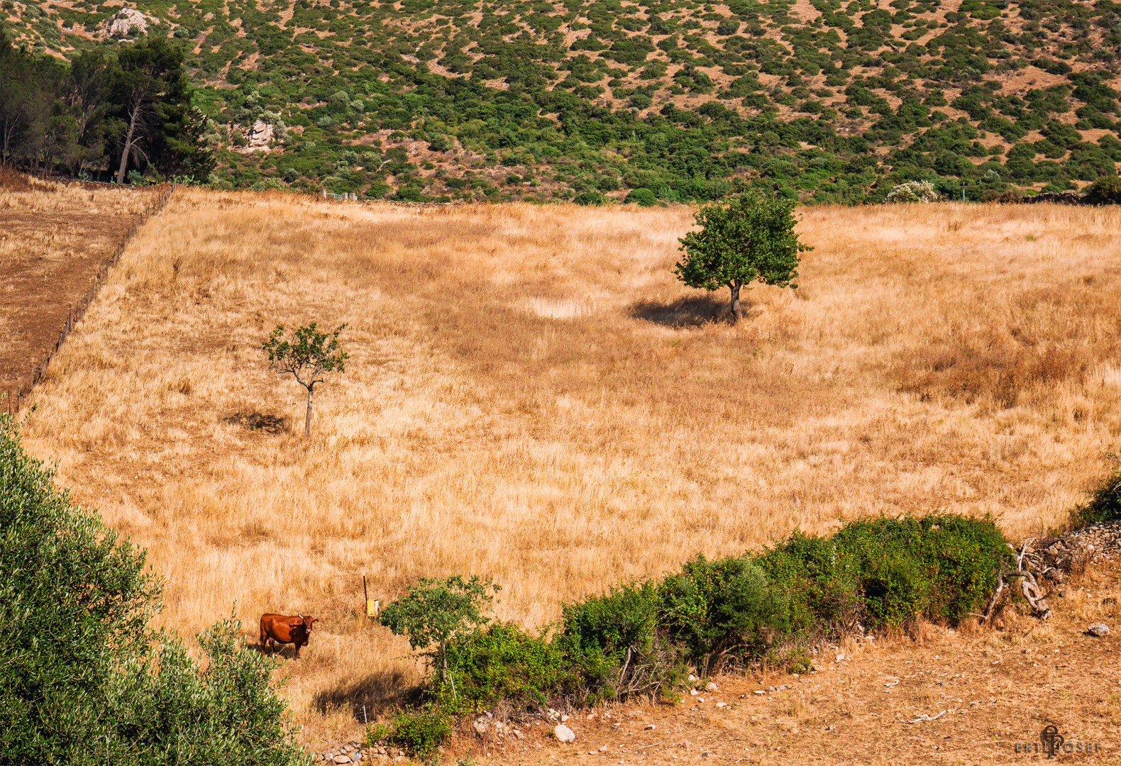 Sardinien0040