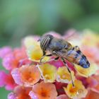 Sardiniens Insekten !