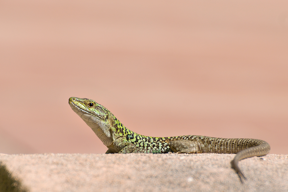 Sardinische Ruinenechse