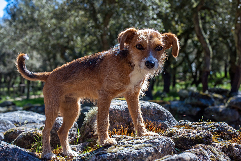 Sardische Hundemischung