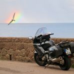 Sardische Regenbogenmöwe