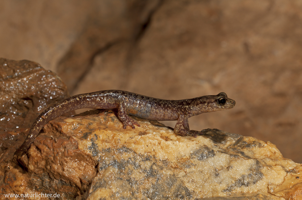 Sardischer Höhlensalamander