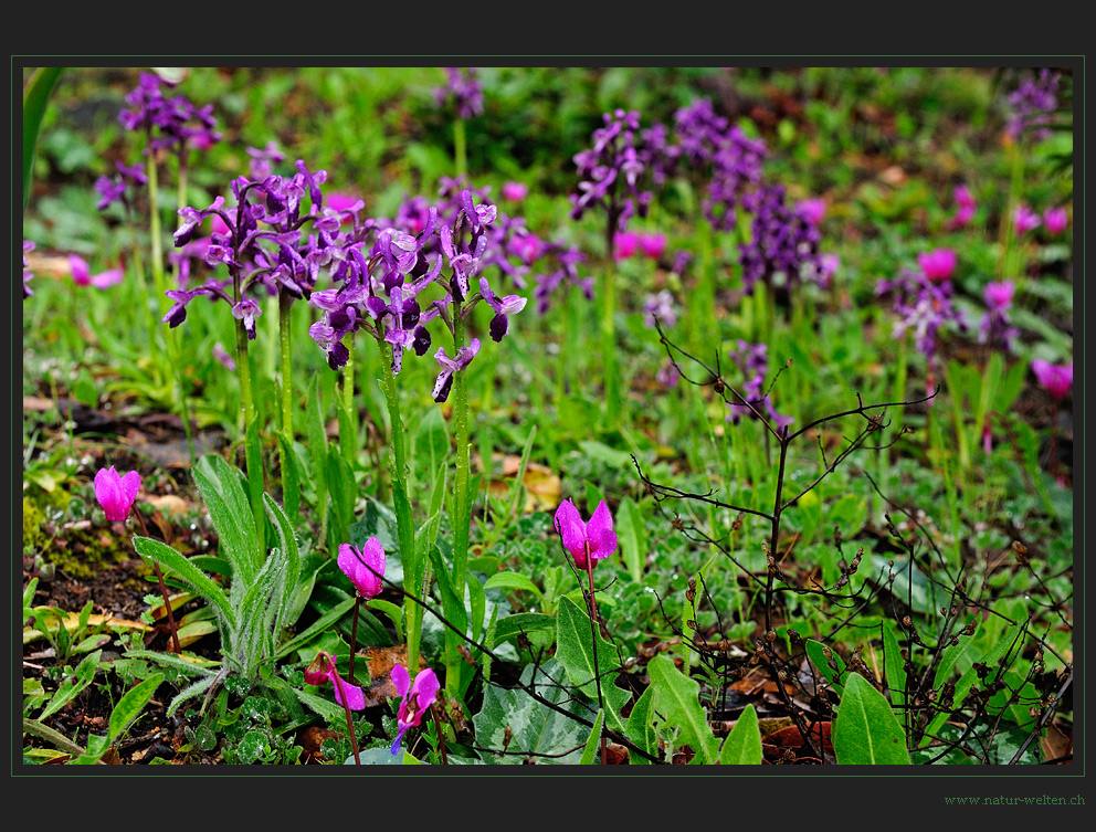Sardisches Orchideengärtlein