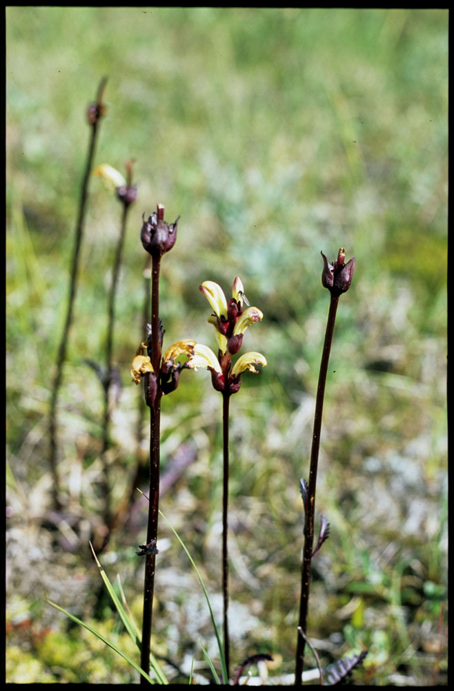 sarek 3