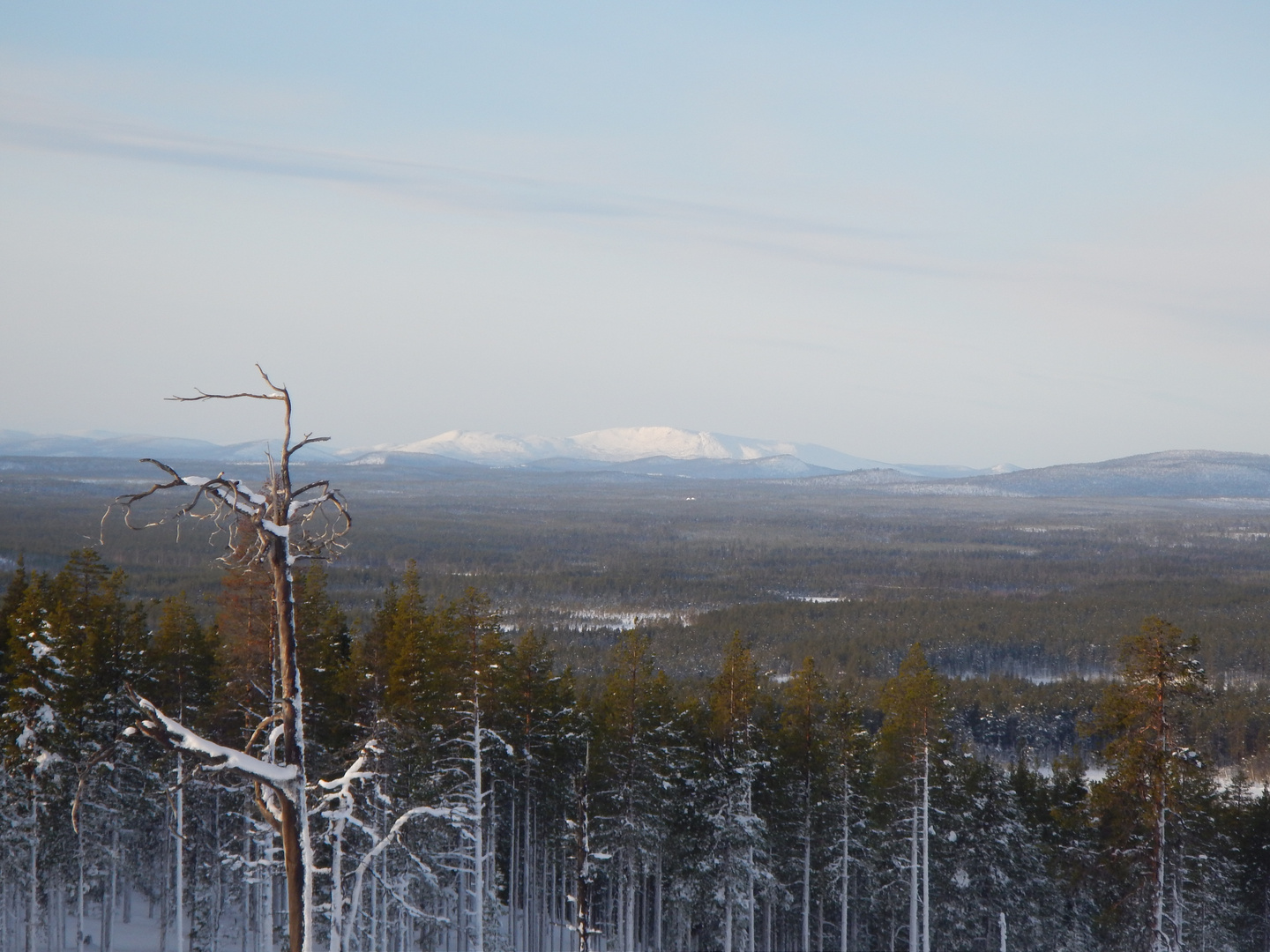 sarek