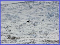 Sarek-Elch