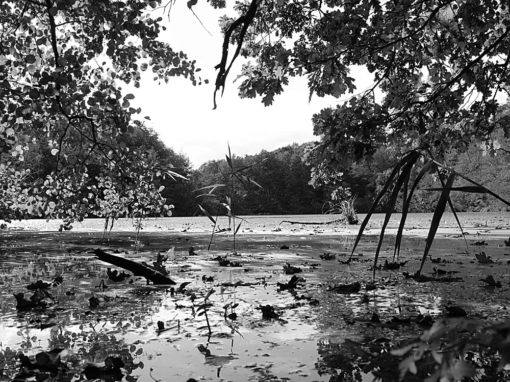 Sarensee seltener Urwaldsee