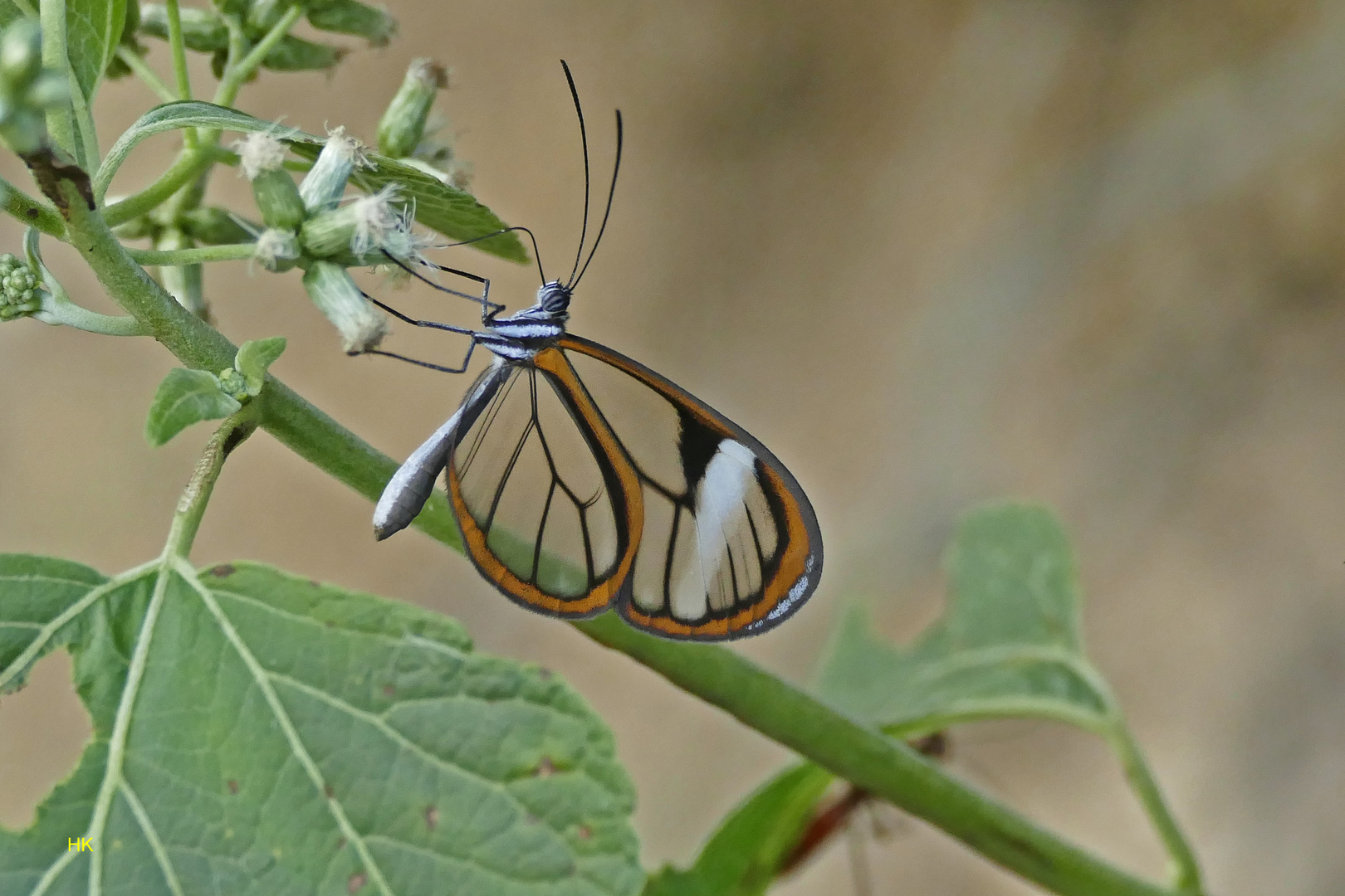  Sarepta Glasswing Hypoleria sarepta 