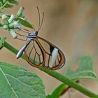  Sarepta Glasswing Hypoleria sarepta 