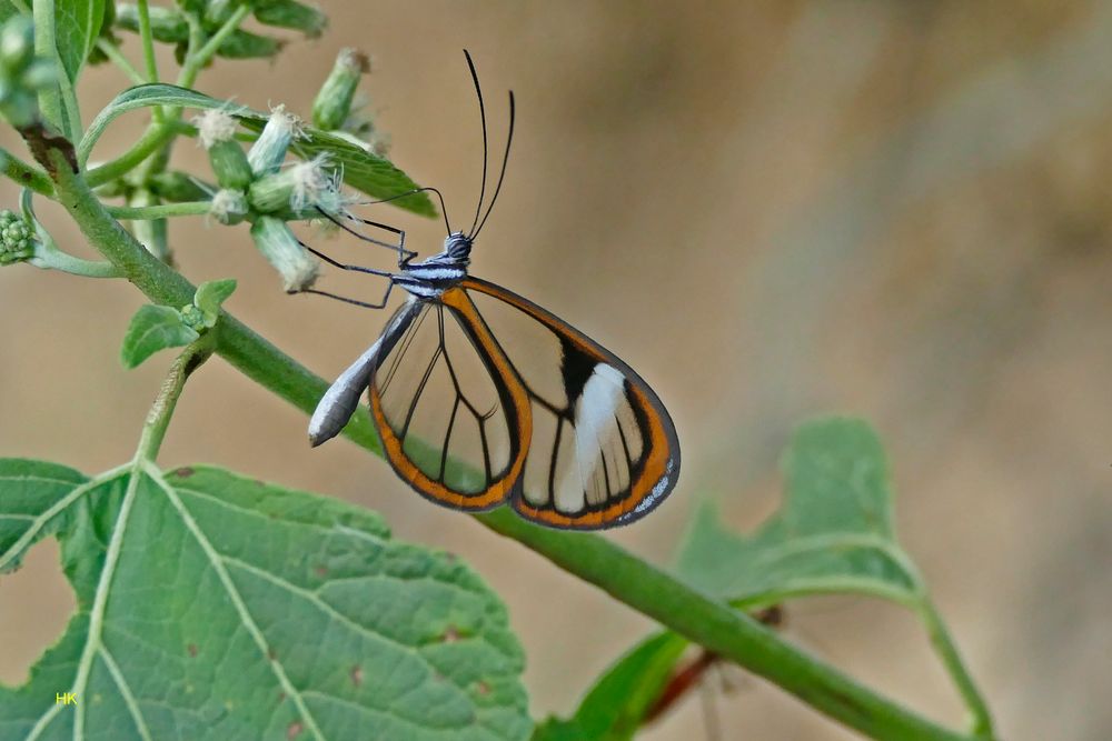  Sarepta Glasswing Hypoleria sarepta 