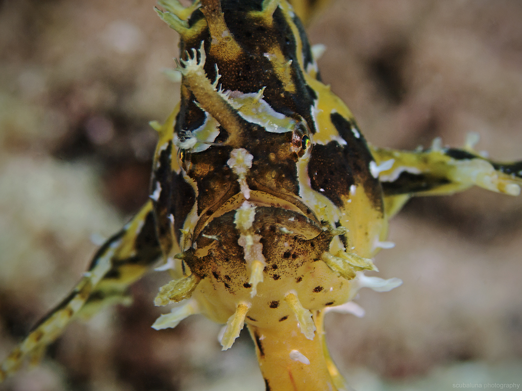 Sargassum anglerfish 