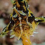 Sargassum anglerfish 