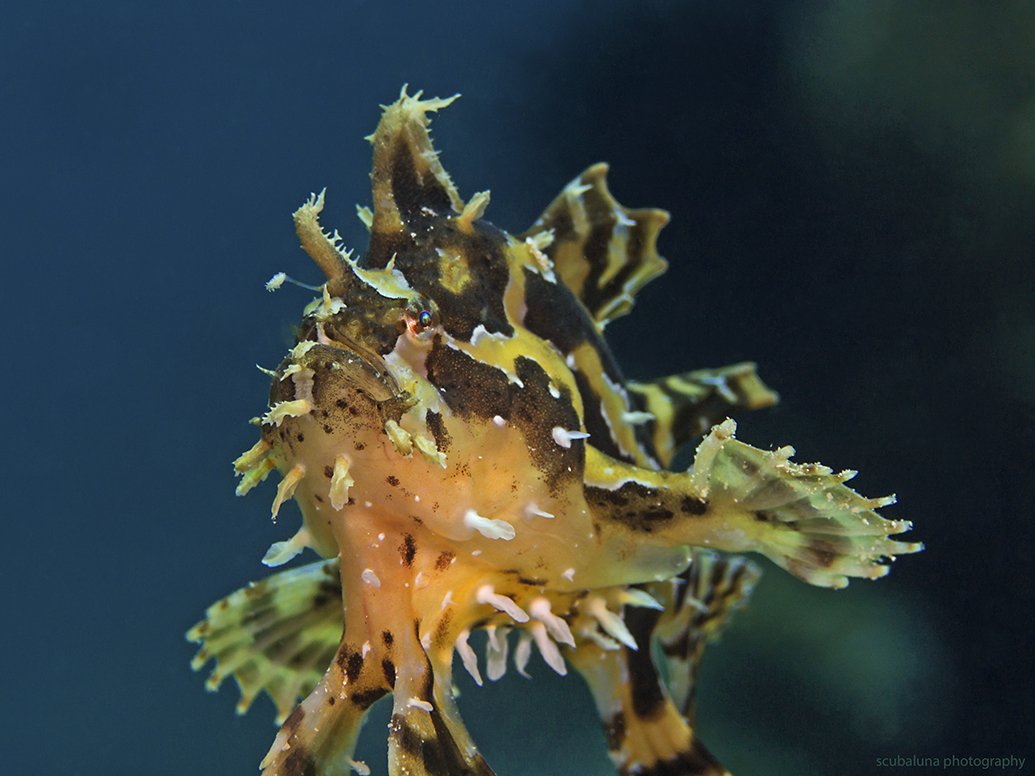 Sargassum anglerfish (Histrio histrio)