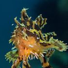 Sargassum anglerfish (Histrio histrio)